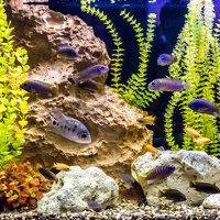 Algen im Aquarium