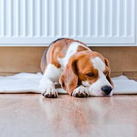 Müder Hund wegen Hitze