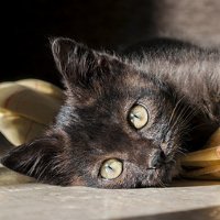 Müde Katze wegen Hitze