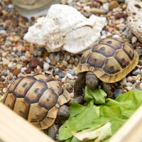 Schildkröten im Wintergarten