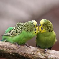 Sonnenschutz für Ziervögel