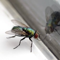 Fliege